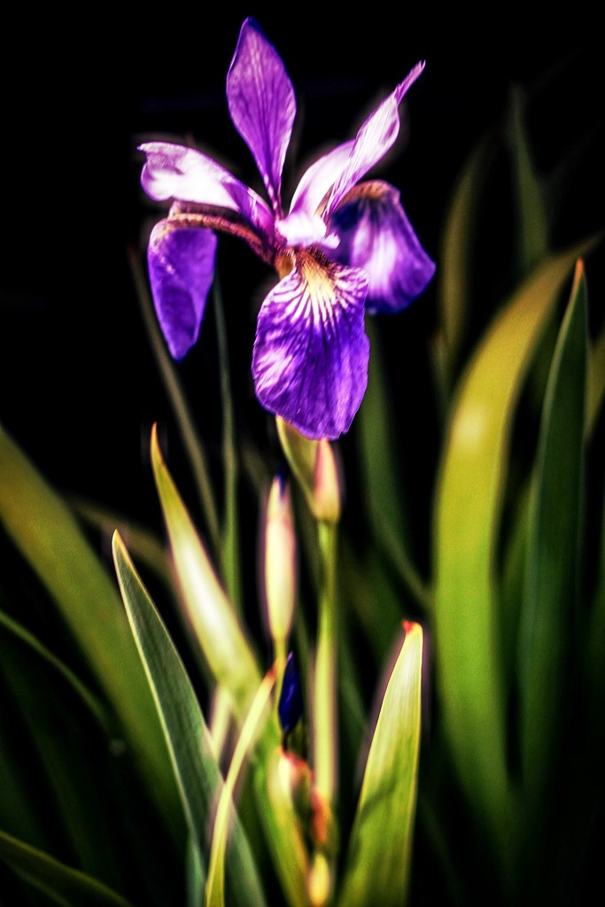Blue Flag Iris  by mzzhope