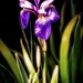 Blue Flag Iris  by mzzhope