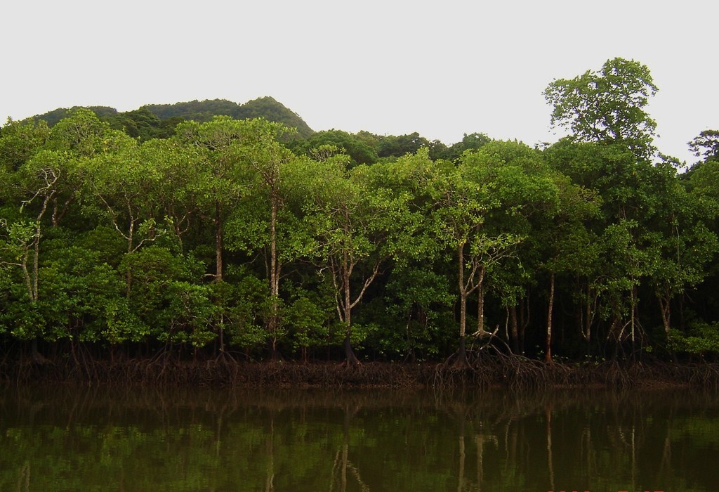 Beautiful Noosa River Mangroves. by happysnaps
