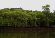 19th May 2015 - Beautiful Noosa River Mangroves.