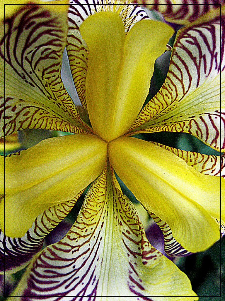 An Iris in Dale's Garden by olivetreeann