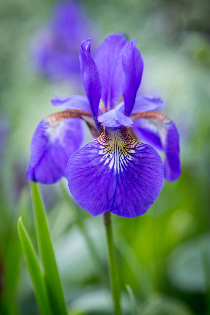 Siberian Iris by lindasees