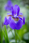 18th May 2015 - Siberian Iris