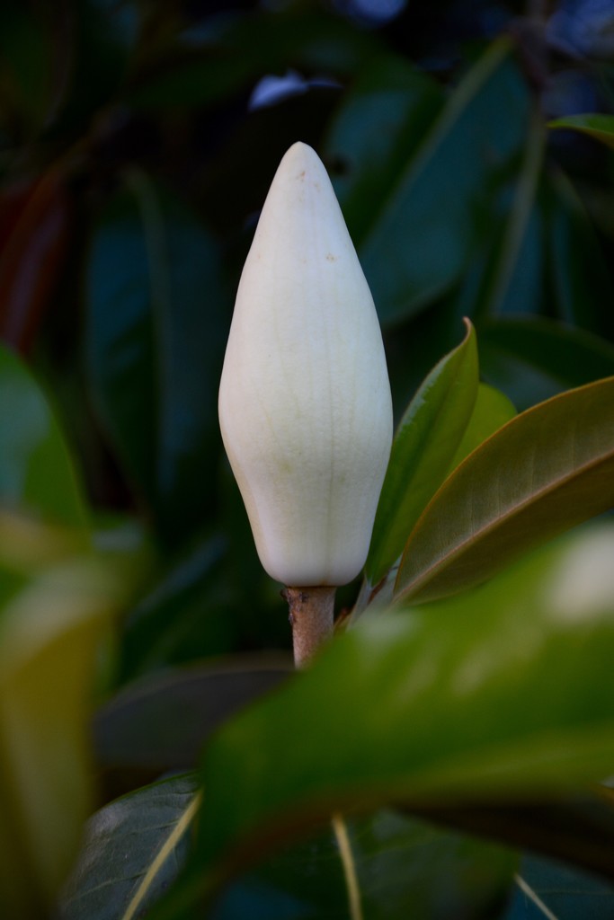 Magnolia bloom by thewatersphotos