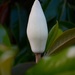 Magnolia bloom by thewatersphotos