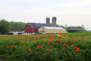 18th May 2015 - Lancaster Farm Poppies