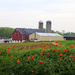Lancaster Farm Poppies by pdulis