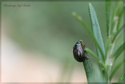 19th May 2015 - Rosemary Leaf Beetle