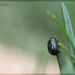 Rosemary Leaf Beetle by jamibann
