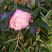 Camellia by marguerita