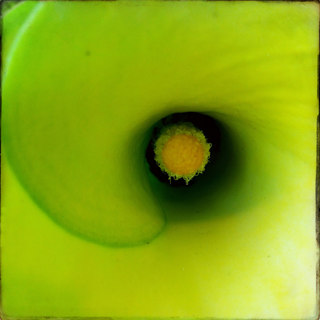 Yellow Calla by mastermek