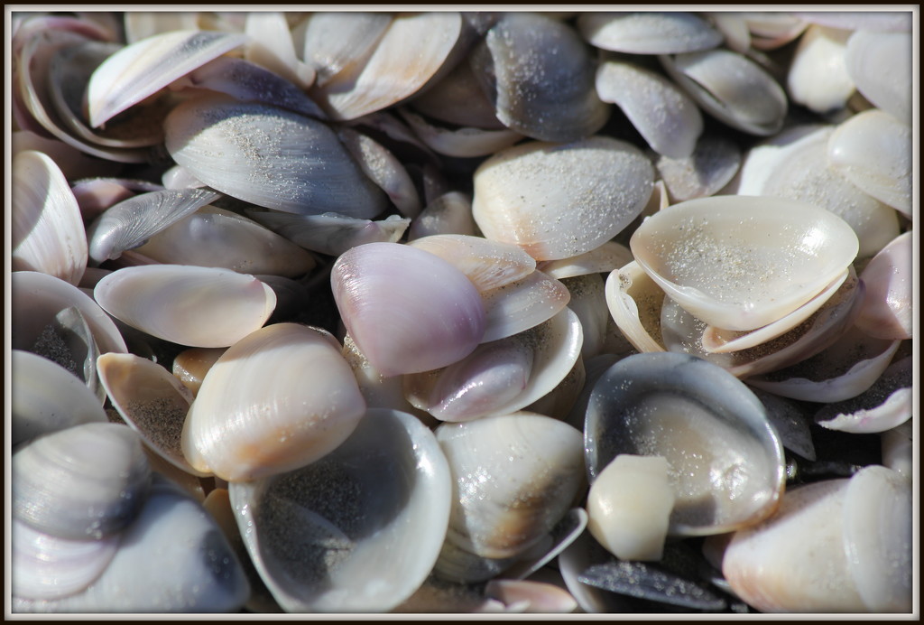 Shells, shells and more shells! by gilbertwood