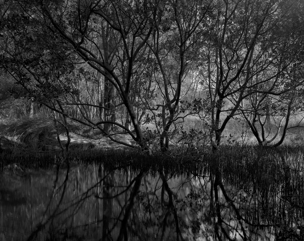 Pond edged by mangroves by peterdegraaff