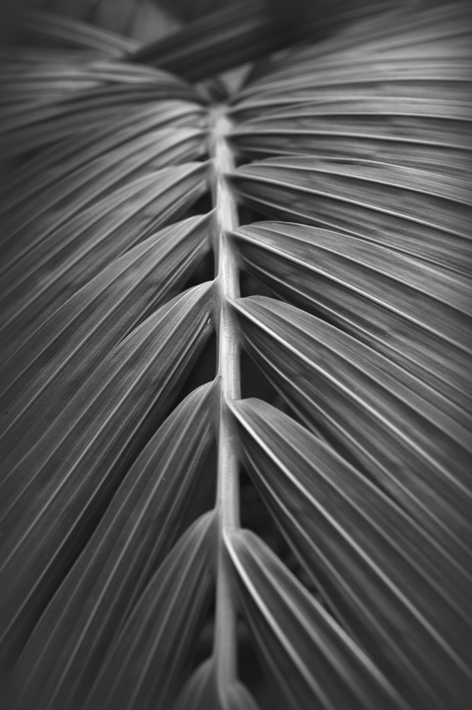 Palm Leaf by nickspicsnz