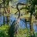 Great blue heron, Magnolia Gardens, Charleston, sC by congaree