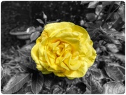 19th May 2015 - A Yellow Rose