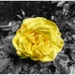A Yellow Rose by mattjcuk
