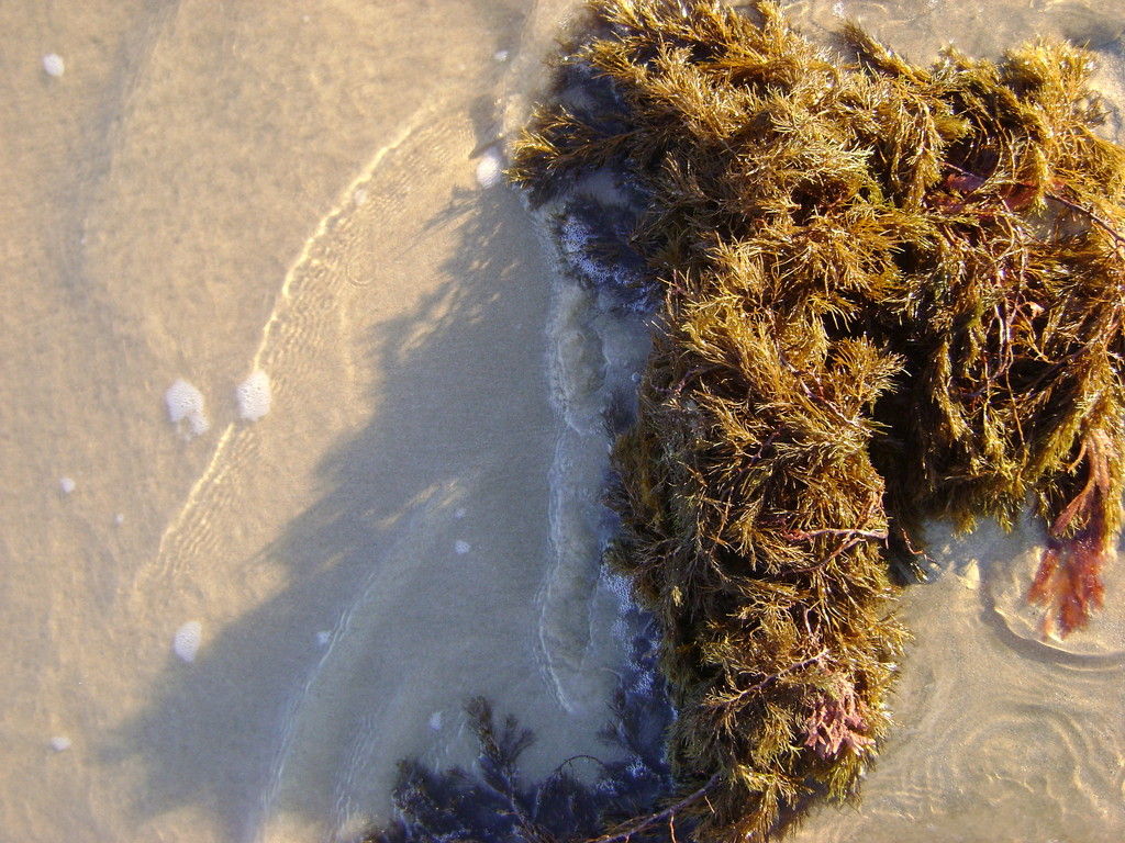 Seaweed by marguerita