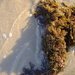 Seaweed by marguerita
