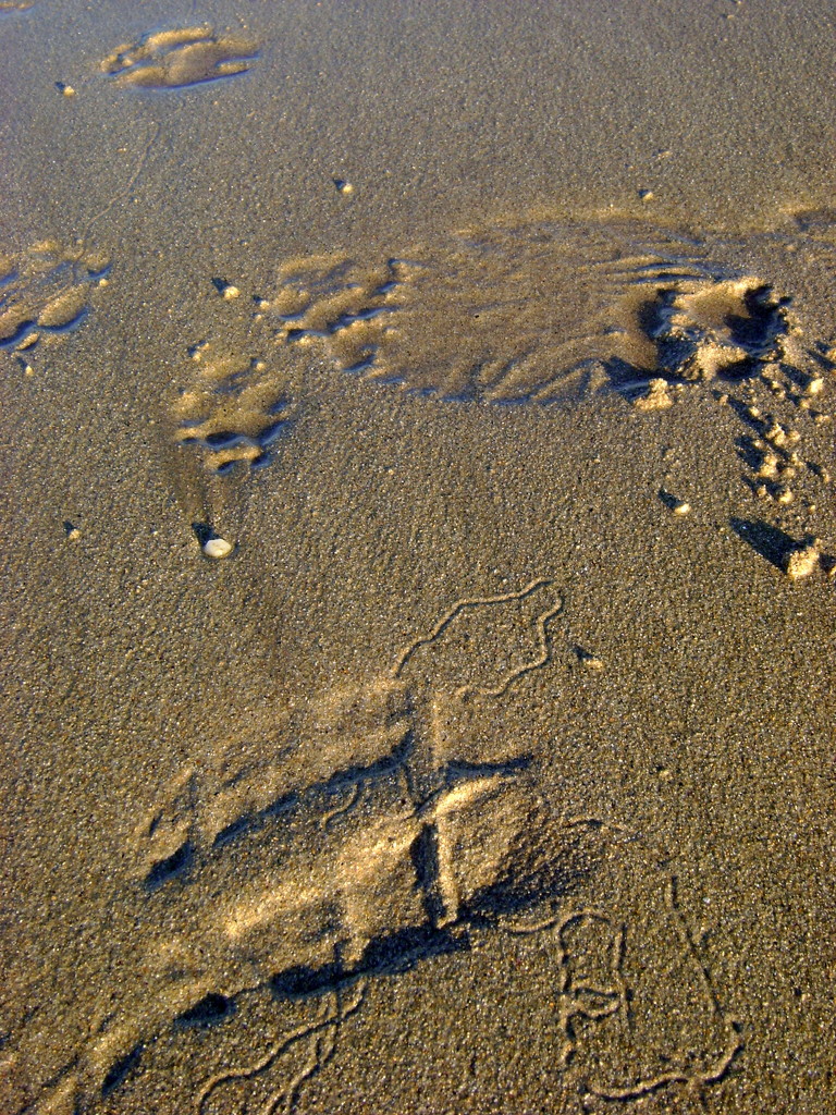 Sand tracks by marguerita
