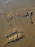 17th Jan 2015 - Sand tracks
