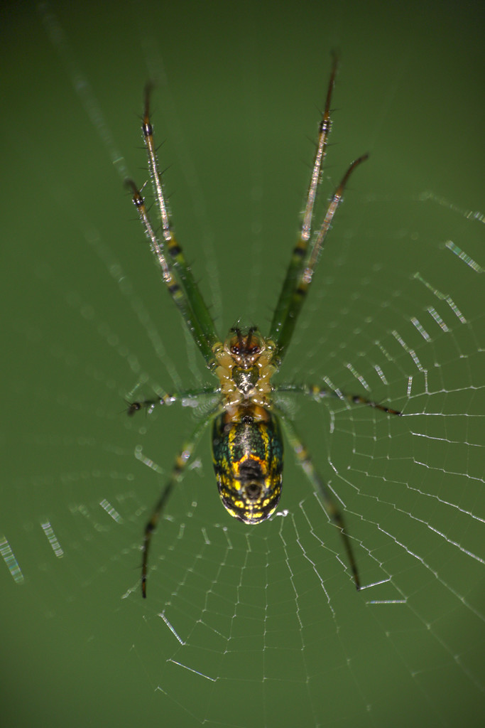 Venusta Orchard Spider by darylo