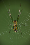 19th May 2015 - Venusta Orchard Spider