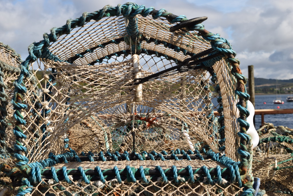 lobster pot by christophercox
