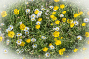 19th May 2015 - Buttercups and daisies....