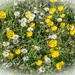 Buttercups and daisies.... by susie1205