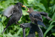 18th May 2015 - Blackbirds on a plastic water pump