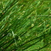 Abstract grass in the morning by homeschoolmom