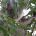 Mouthfull by koalagardens