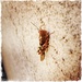 Hipstamatic Grasshopper by jeffjones