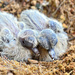 Baby Mourning Doves by mhei