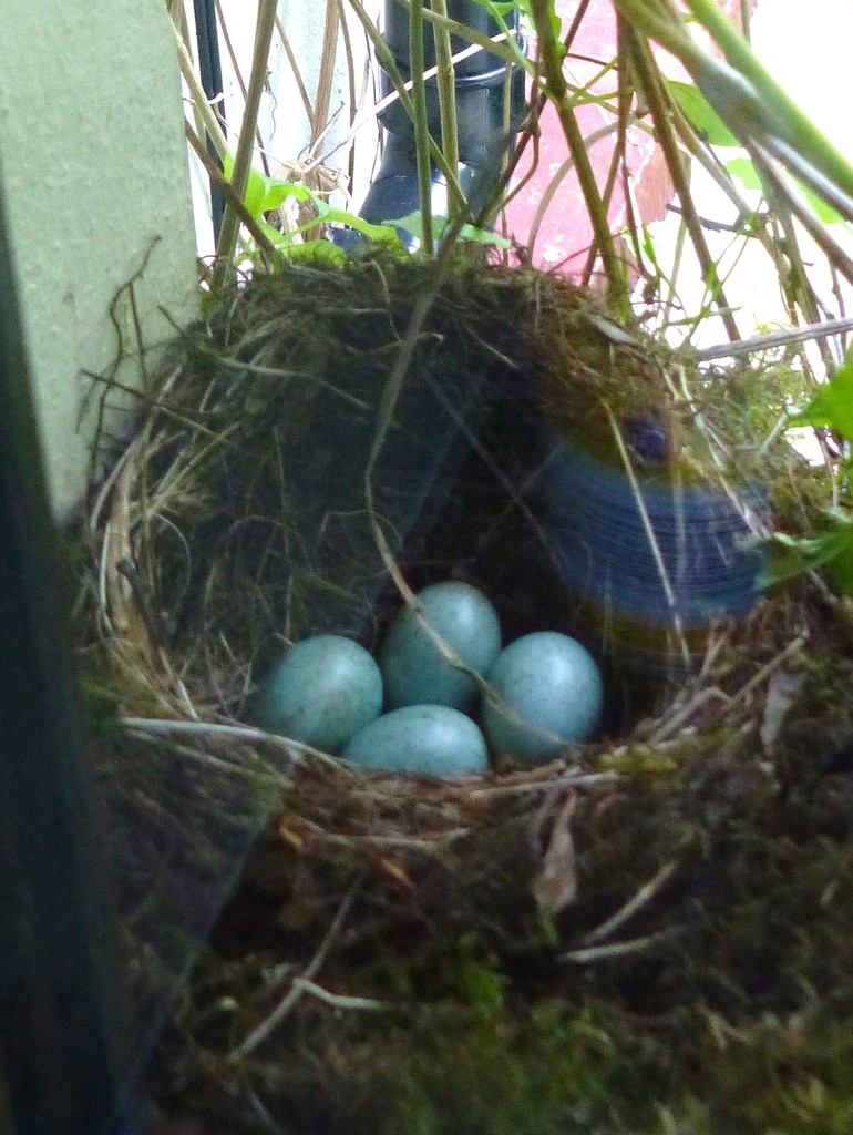  Blackbird's Nest by susiemc
