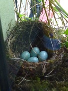 14th May 2015 -  Blackbird's Nest