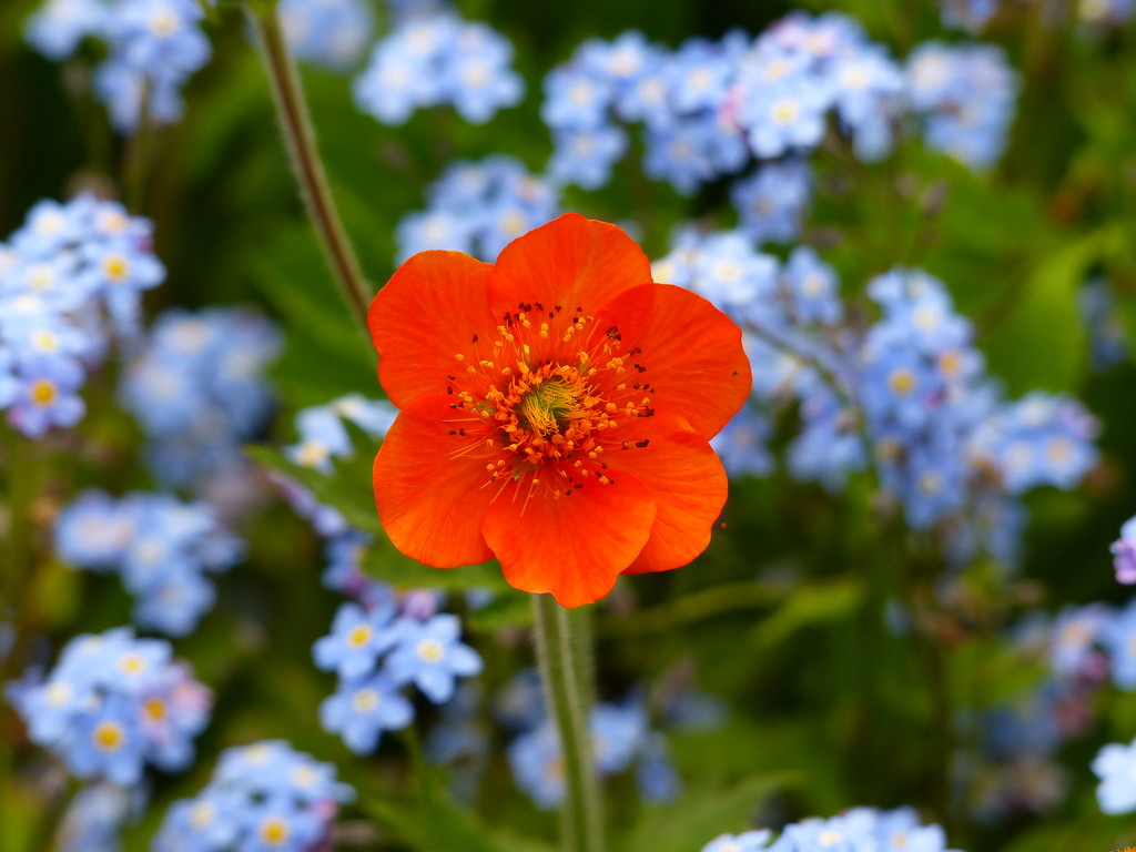  Geum and Forget-me-nots by susiemc