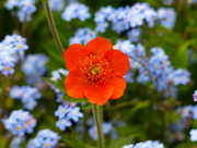 15th May 2015 -  Geum and Forget-me-nots