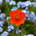  Geum and Forget-me-nots by susiemc