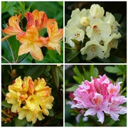 19th May 2015 -  Rhododendrons and Azaleas