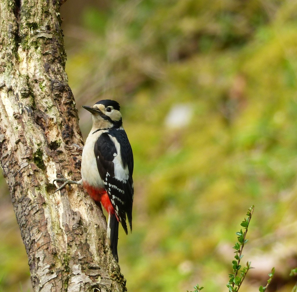 Greater Spotted Woodpecker  (female) by susiemc