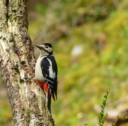 15th May 2015 - Greater Spotted Woodpecker  (female)