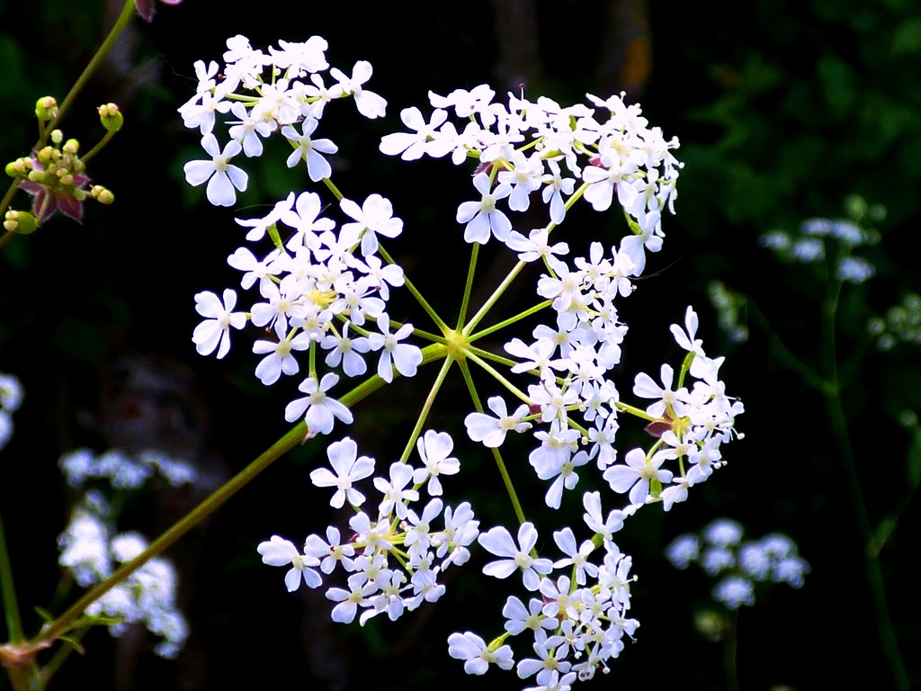 Cow Parsley by julienne1