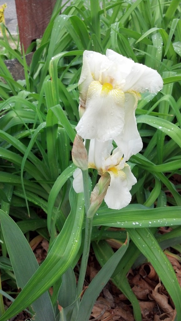 Iris in White by jo38