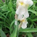 Iris in White by jo38