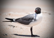 19th May 2015 - Posing Seagull
