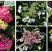 Our Many Hydrangeas in Bloom by markandlinda