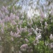 Lilac reflection by edorreandresen