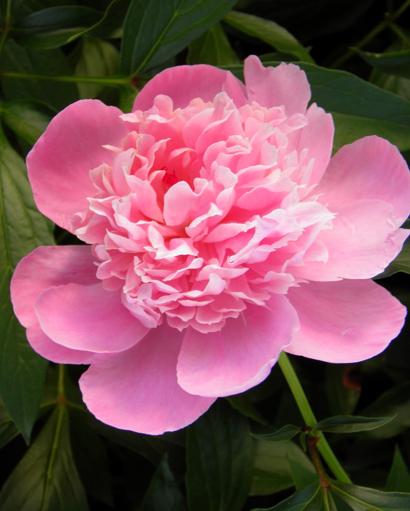 Pink Peony by daisymiller